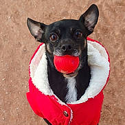 Brody Bear is registered to the contest to win money with this photo: active, alert, animal, ball, black_dog, brown_fur, canine, cute, dirt_ground, dog, ears, furry, looking_up, outdoor, pet, playful, red_jacket, small_dog, toy, white_fur