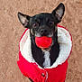 active, alert, animal, ball, black_dog, brown_fur, canine, cute, dirt_ground, dog, ears, furry, looking_up, outdoor, pet, playful, red_jacket, small_dog, toy, white_fur