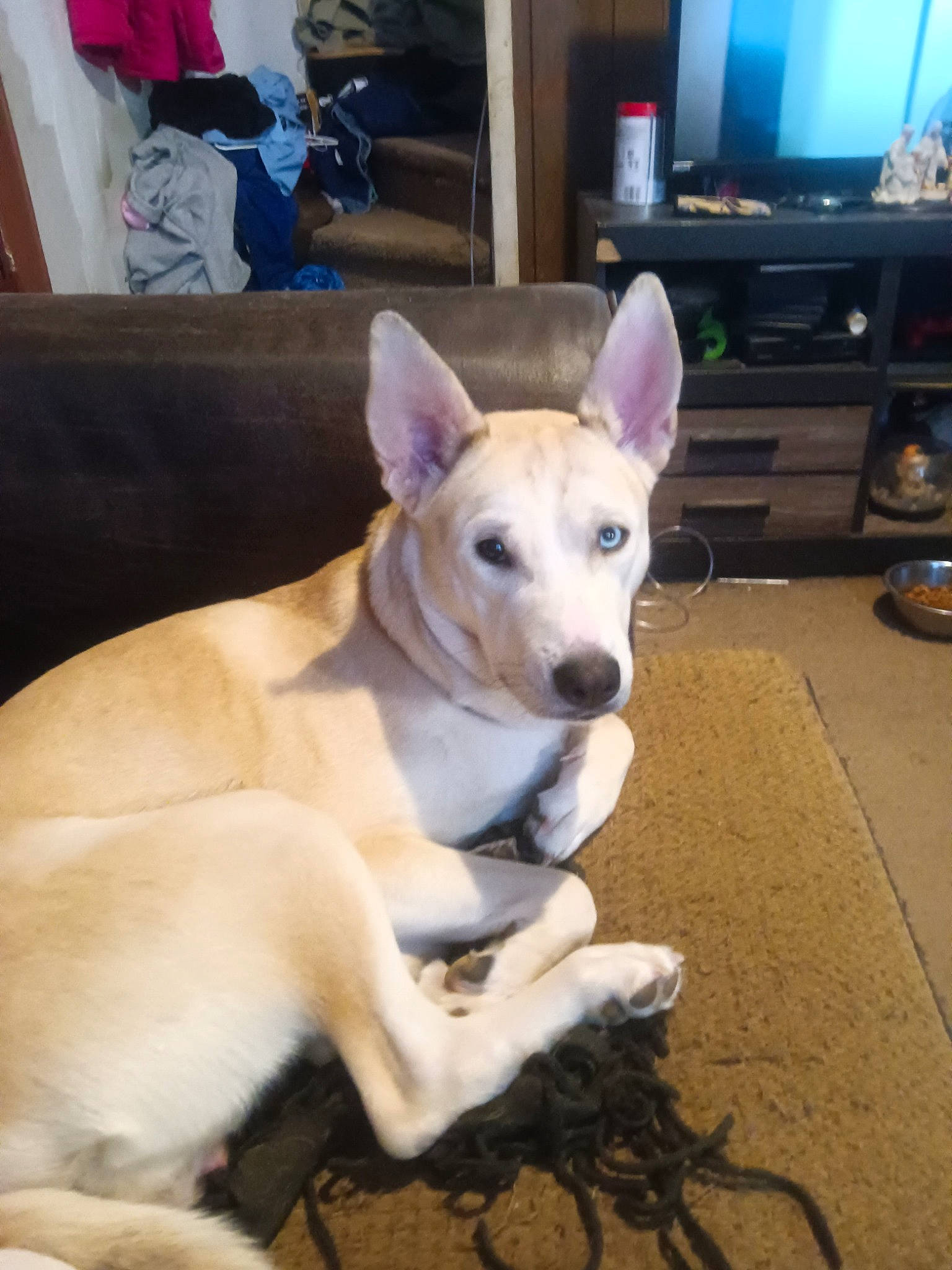 Aurora is registered to the contest to win money with this photo: analog_television, cabinetry, cable_television, carnivore, collar, companion_dog, dog, dog_breed, entertainment_center, fawn, flooring, hardwood, home_appliance, snout, sporting_group, tail, television, television_set, wood, working_animal