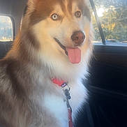Ekko is registered to the contest to win money with this photo: dog, husky, car_interior, seat, leash, collar, tongue_out, heterochromia, fur, pet, canine, window, sunlight, happy, sitting, animal, domestic_animal, closeup, portrait, bright