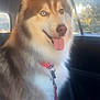 dog, husky, car_interior, seat, leash, collar, tongue_out, heterochromia, fur, pet, canine, window, sunlight, happy, sitting, animal, domestic_animal, closeup, portrait, bright