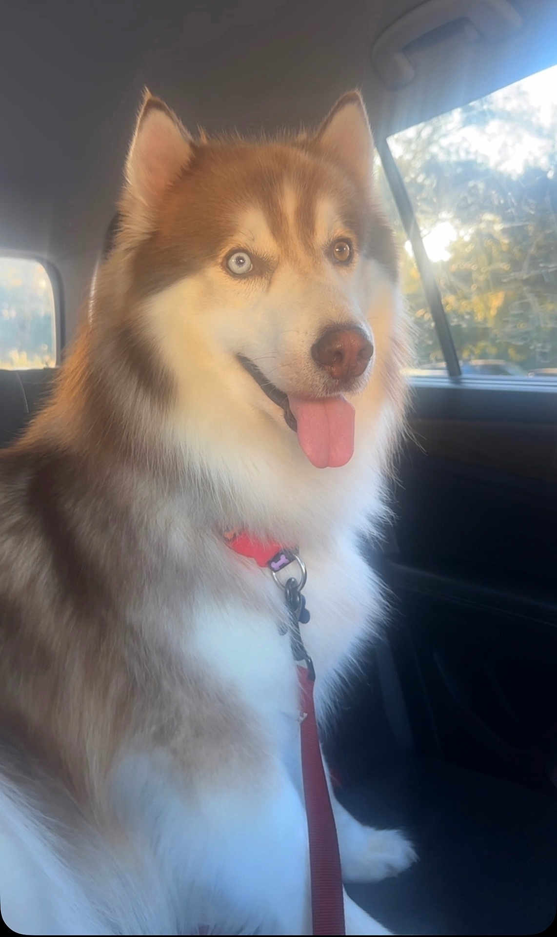 Ekko is registered to the contest to win money with this photo: dog, husky, car_interior, seat, leash, collar, tongue_out, heterochromia, fur, pet, canine, window, sunlight, happy, sitting, animal, domestic_animal, closeup, portrait, bright