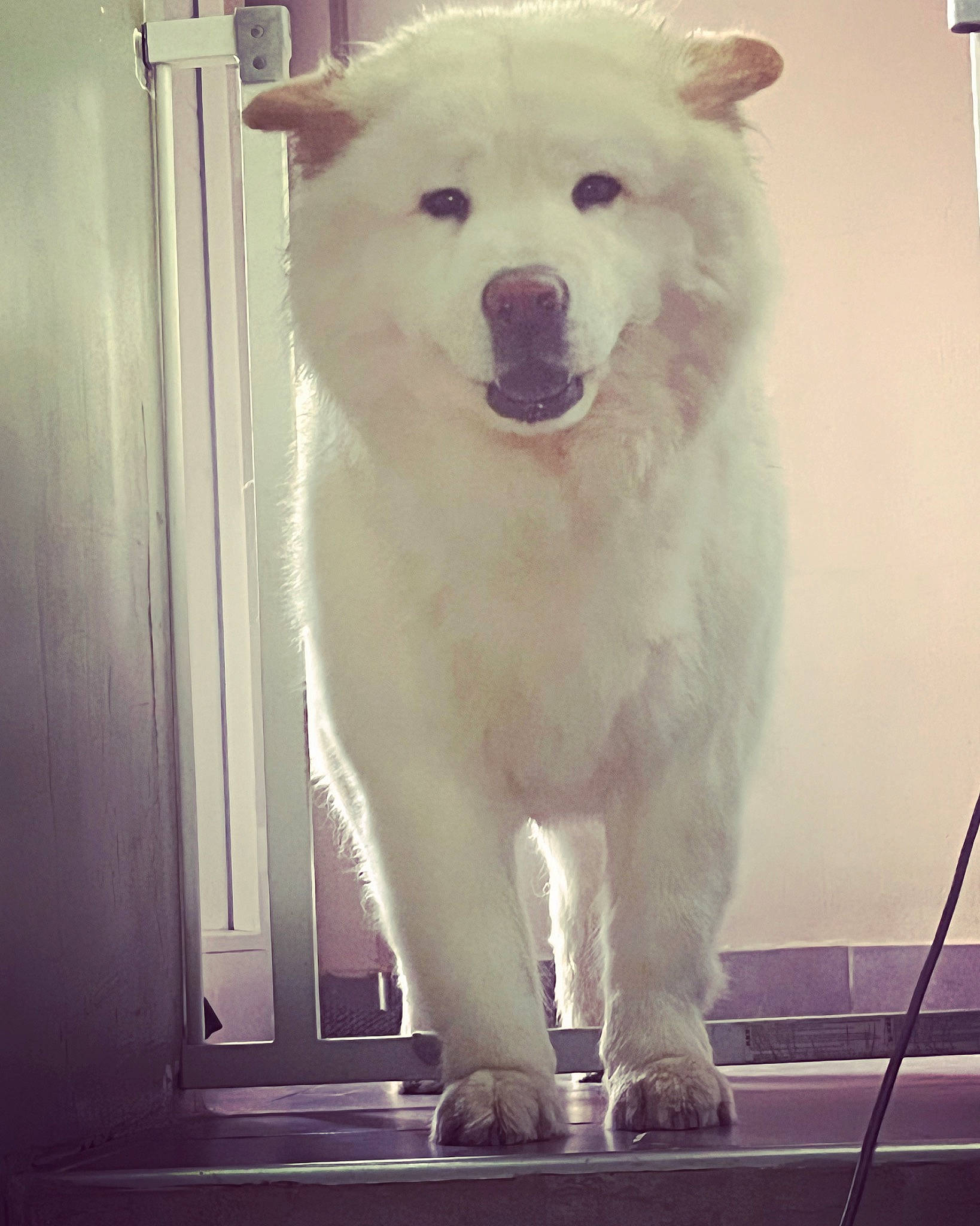 Stella a rejoint le concours — aidez-le/la à gagner de superbes lots ! ancient_dog_breeds, canidae, carnivore, companion_dog, dog, dog_breed, eye, fur, giant_dog_breed, jaw, metal, non_sporting_group, snout, sporting_group, square, terrestrial_animal, tints_and_shades, wildlife, working_animal