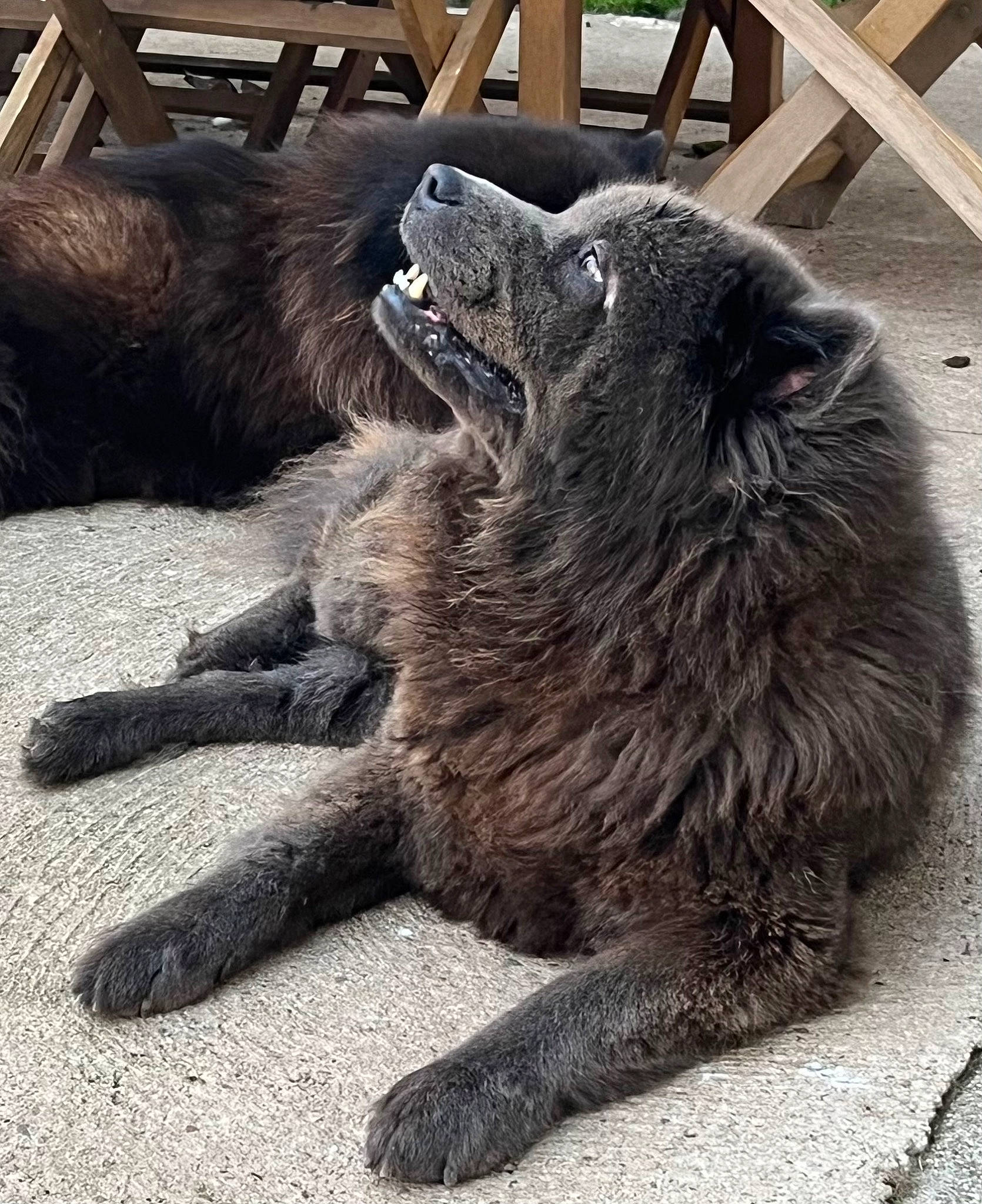 Blue a rejoint le concours — aidez-le/la à gagner de superbes lots ! carnivore, claw, dog_breed, foot, fur, human_leg, metal, natural_material, paw, snout, sporting_group, tail, terrestrial_animal, wildlife, working_animal, zoo