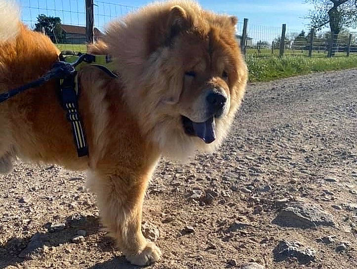 Lion participe au concours pour gagner de l'argent avec cette photo : big_cats, carnivore, cloud, companion_dog, dog, dog_breed, fawn, felidae, german_spitz_klein, lion, mane, masai_lion, plant, sky, snout, tail, terrestrial_animal, tree, whiskers, working_animal