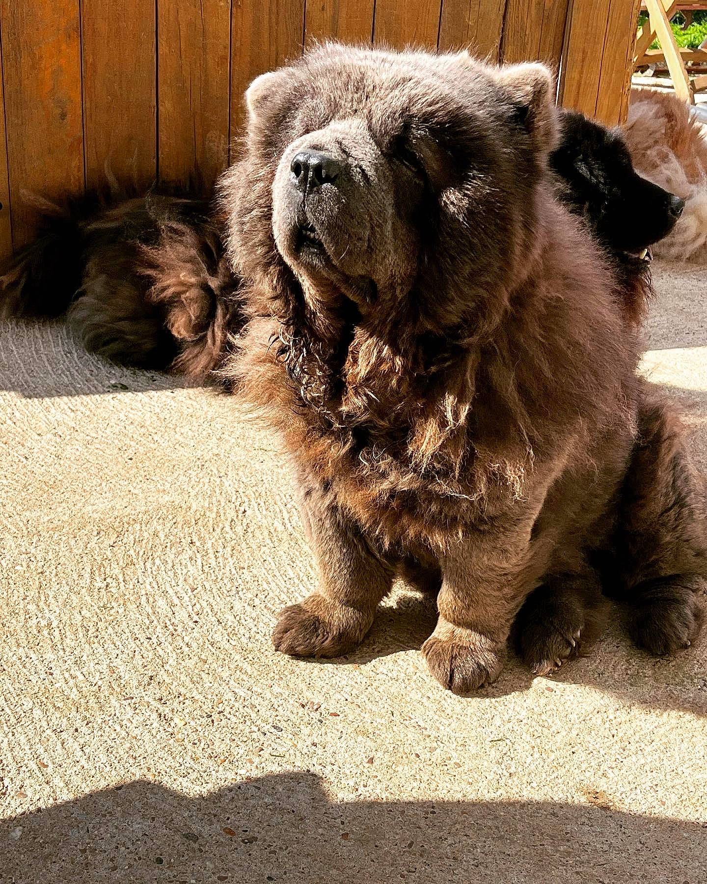 Athéna participe au concours pour gagner de l'argent avec cette photo : ancient_dog_breeds, canidae, carnivore, companion_dog, dog, dog_breed, fawn, fur, liver, non_sporting_group, pug, road_surface, snout, soil, sporting_group, terrestrial_animal, toy_dog, whiskers, working_animal, wrinkle