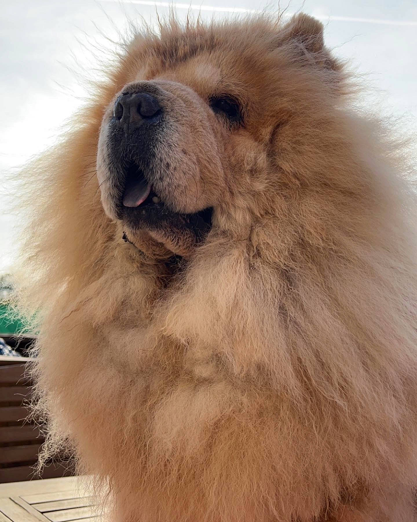 Mayka a rejoint le concours — aidez-le/la à gagner de superbes lots ! bactrian_camel, canidae, carnivore, claw, companion_dog, dog_breed, fawn, fur, happy, landscape, paw, polar_bear, smile, snout, spitz, sporting_group, terrestrial_animal, whiskers, wildlife, working_animal