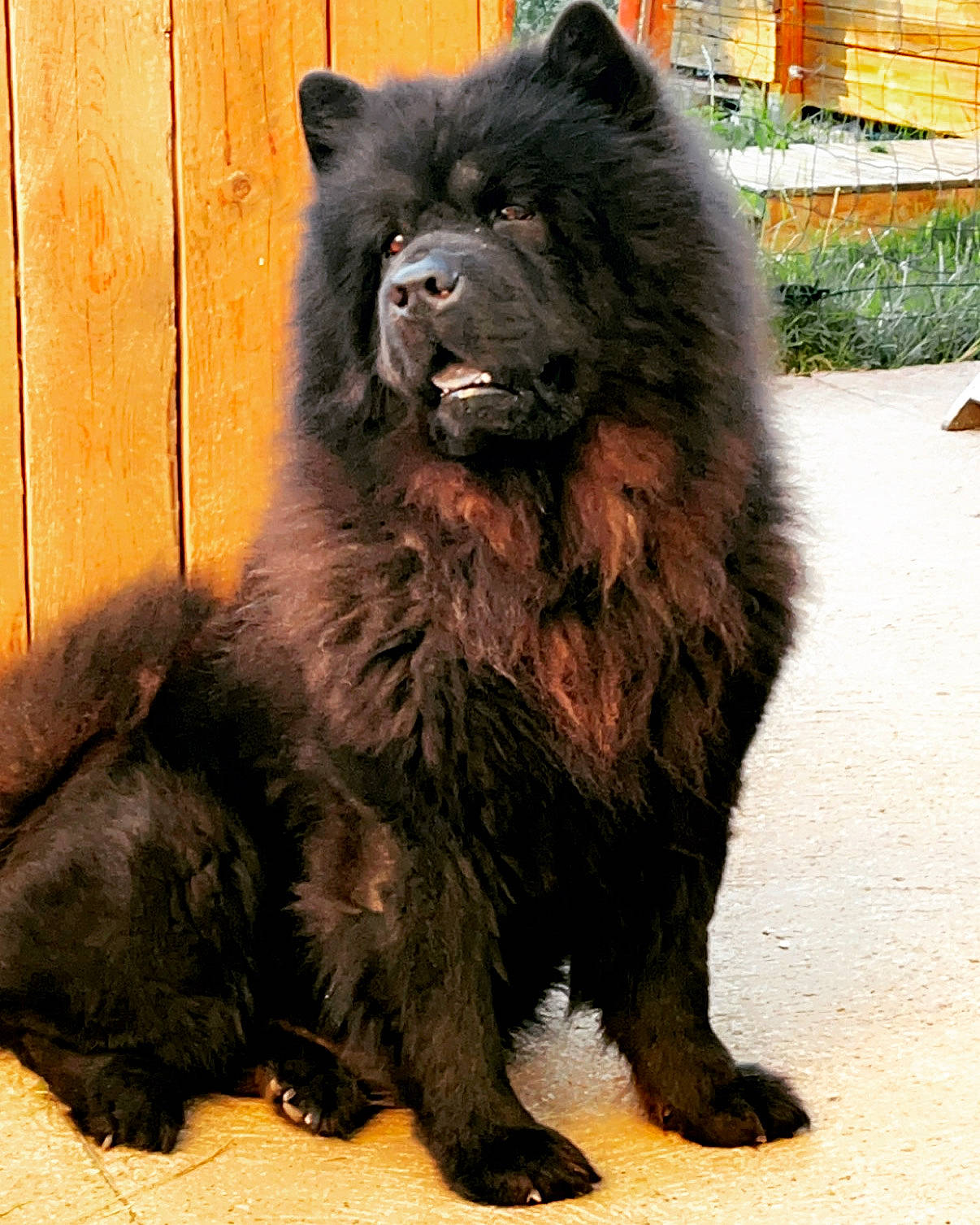 Ibus participe au concours pour gagner de l'argent avec cette photo : canidae, carnivore, companion_dog, dog_breed, fur, giant_dog_breed, plant, snout, terrestrial_animal, whiskers, wildlife