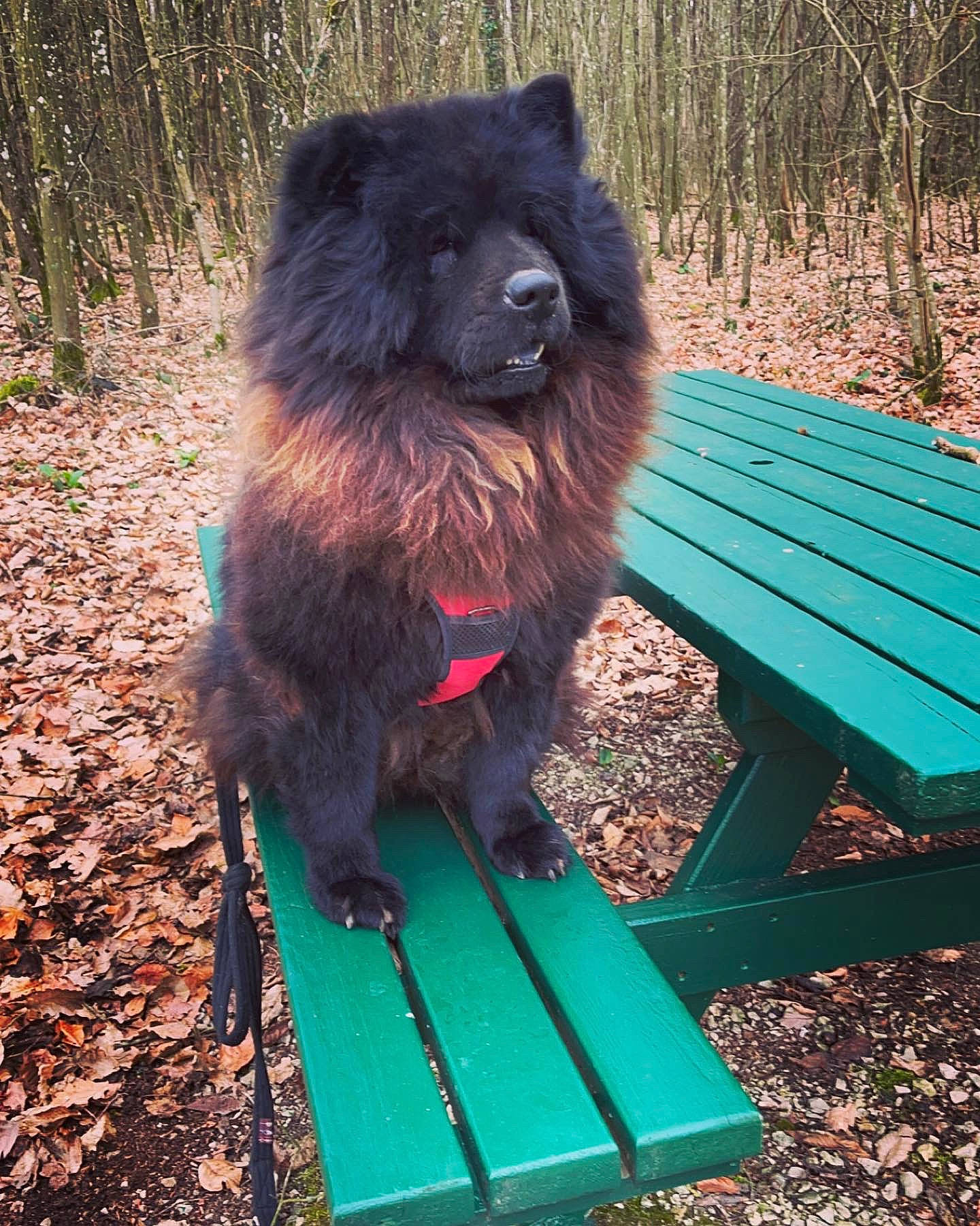 Shana a rejoint le concours — aidez-le/la à gagner de superbes lots ! carnivore, companion_dog, dog, dog_breed, dog_supply, fur, giant_dog_breed, grass, green, liver, magenta, outdoor_bench, outdoor_furniture, plant, soil, spitz, sporting_group, wood, working_animal, working_dog