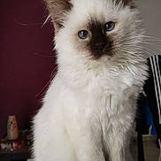 Nouchka participe au concours pour gagner de l'argent avec cette photo : asian_semi_longhair, balinese, birman, british_semi_longhair, carnivore, cat, domestic_long_haired_cat, eye, felidae, himalayan, iris, kitten, mammal, napoleon_cat, ragdoll, small_to_medium_sized_cats, thai, tonkinese, vertebrate, whiskers