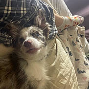 Leo joined the competition — help win amazing prizes! dog, bed, blanket, plaid_shirt, socks, person, fur, cozy, indoor, resting, cute, pet, animal, comfort, fabric, white, brown, paw, sleepy, relaxation