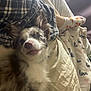 dog, bed, blanket, plaid_shirt, socks, person, fur, cozy, indoor, resting, cute, pet, animal, comfort, fabric, white, brown, paw, sleepy, relaxation