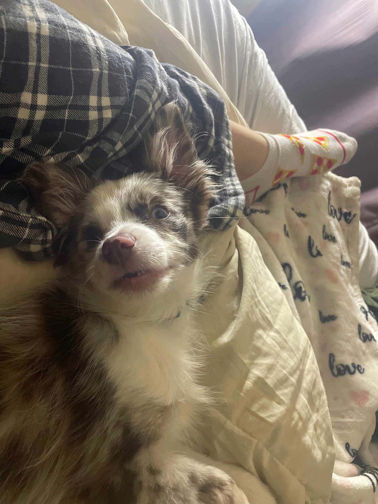 Leo joined the competition — help win amazing prizes! dog, bed, blanket, plaid_shirt, socks, person, fur, cozy, indoor, resting, cute, pet, animal, comfort, fabric, white, brown, paw, sleepy, relaxation