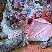 Olive Oyl is registered to the contest to win money with this photo: animal, bottle, cat, closeup, clothing, cute, distilled_water, domestic_animal, ears, eyes, floor, fur, gray_cat, indoor, lying_down, pet, pink_shirt, relaxed, whiskers, wooden_floor