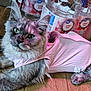 animal, bottle, cat, closeup, clothing, cute, distilled_water, domestic_animal, ears, eyes, floor, fur, gray_cat, indoor, lying_down, pet, pink_shirt, relaxed, whiskers, wooden_floor
