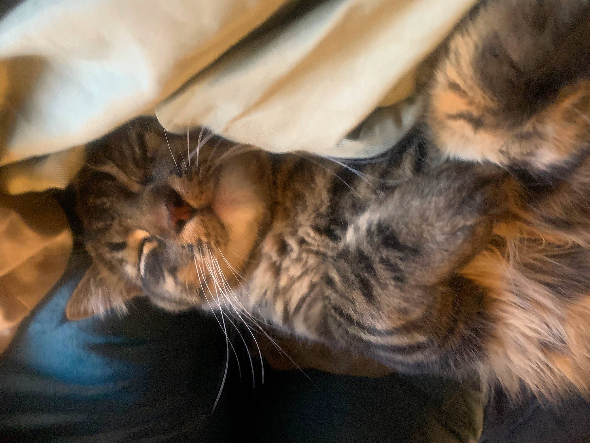 King is registered to the contest to win money with this photo: carnivore, cat, claw, comfort, domestic_short_haired_cat, felidae, fur, nap, paw, sleep, small_to_medium_sized_cats, snout, tail, terrestrial_animal, whiskers, wildlife