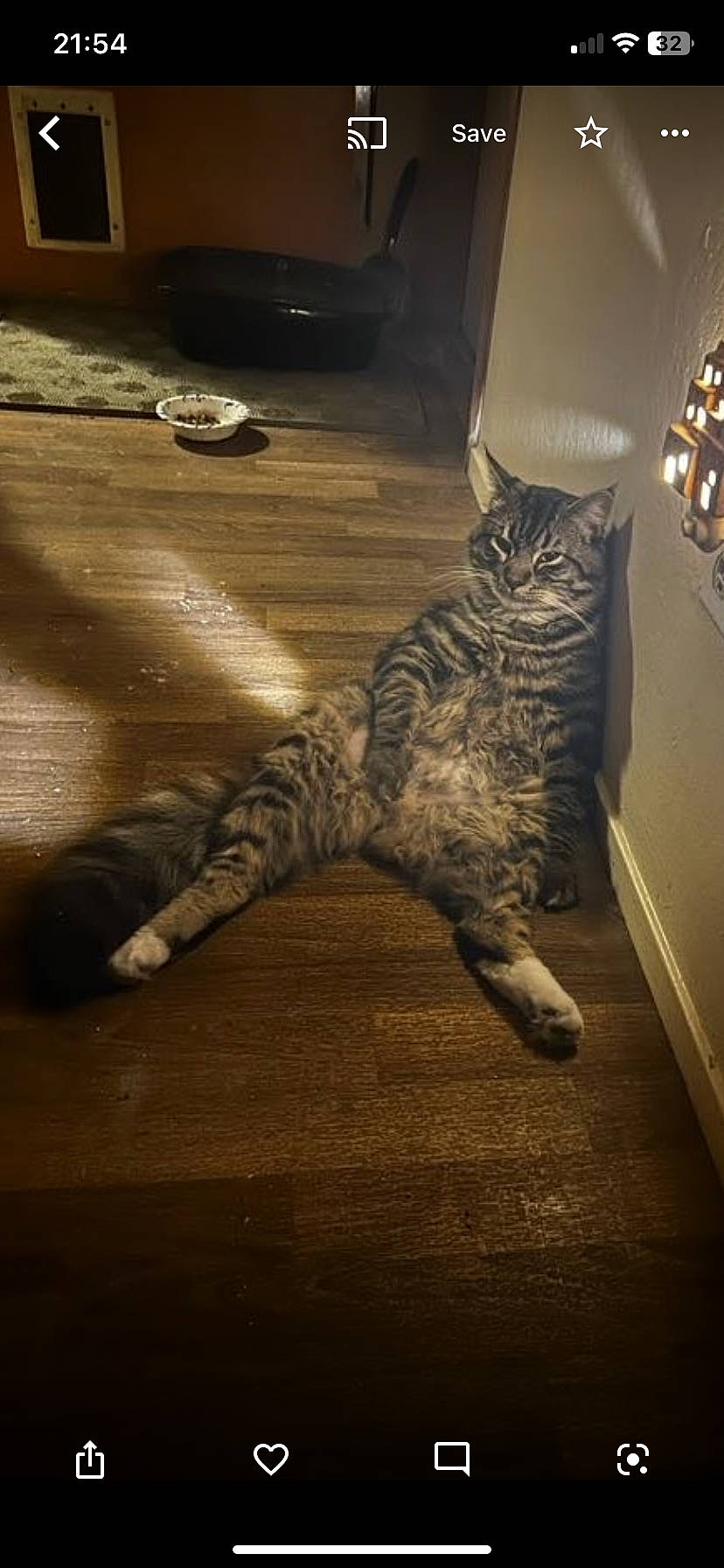 King is registered to the contest to win money with this photo: carnivore, cat, comfort, darkness, domestic_short_haired_cat, felidae, floor, flooring, fur, grey, hardwood, human_leg, laminate_flooring, metal, paw, small_to_medium_sized_cats, tail, whiskers, wood, wood_flooring