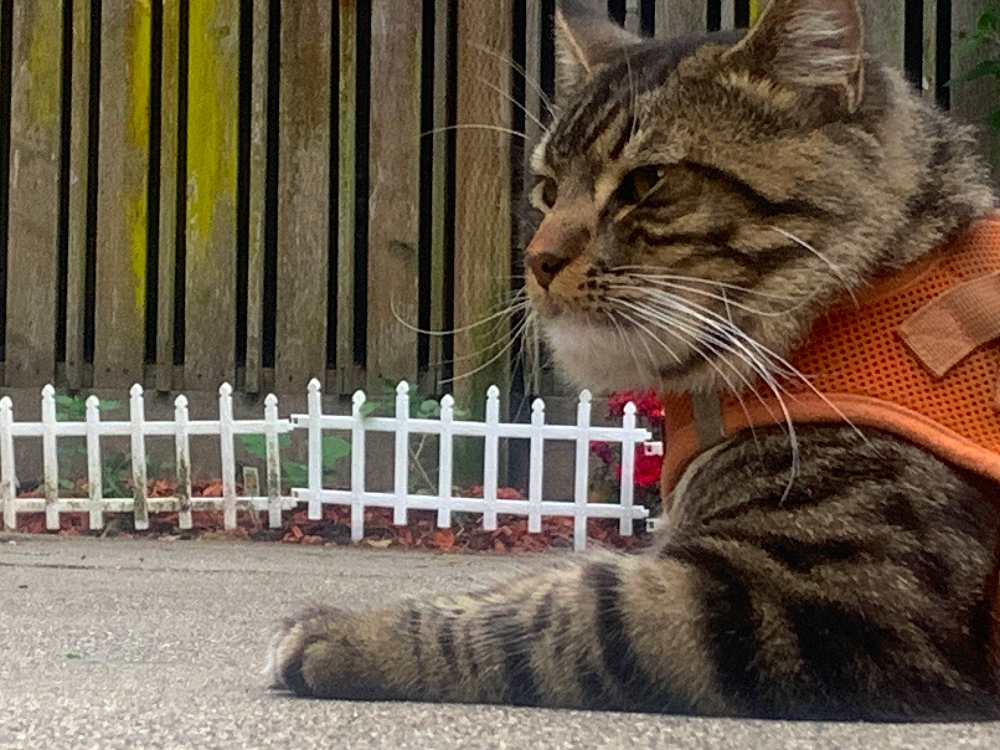 King is registered to the contest to win money with this photo: carnivore, cat, domestic_short_haired_cat, felidae, fence, fur, grass, home_fencing, outdoor_bench, paw, picket_fence, plant, sitting, small_to_medium_sized_cats, snout, tail, terrestrial_animal, tree, whiskers, wood