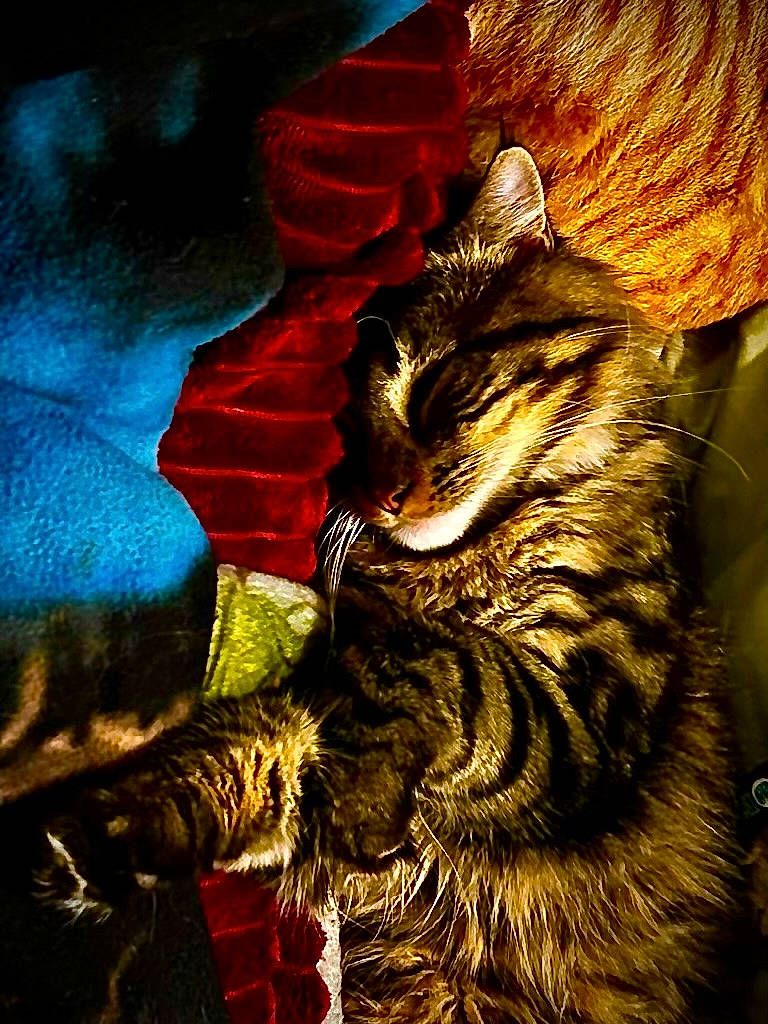 King is registered to the contest to win money with this photo: art, carnivore, cat, darkness, domestic_short_haired_cat, event, felidae, fictional_character, fur, organism, painting, plant, small_to_medium_sized_cats, snout, tail, terrestrial_animal, tree, visual_arts, whiskers, wildlife