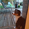 Bango participe au concours pour gagner de l'argent avec cette photo : dog, bernese_mountain_dog, pet, animal, fluffy, tricolor, sitting, looking, face, fur, outdoor, backyard, garden, deck, wooden_floor, glass_door, patio, lounge_chair, umbrella, home