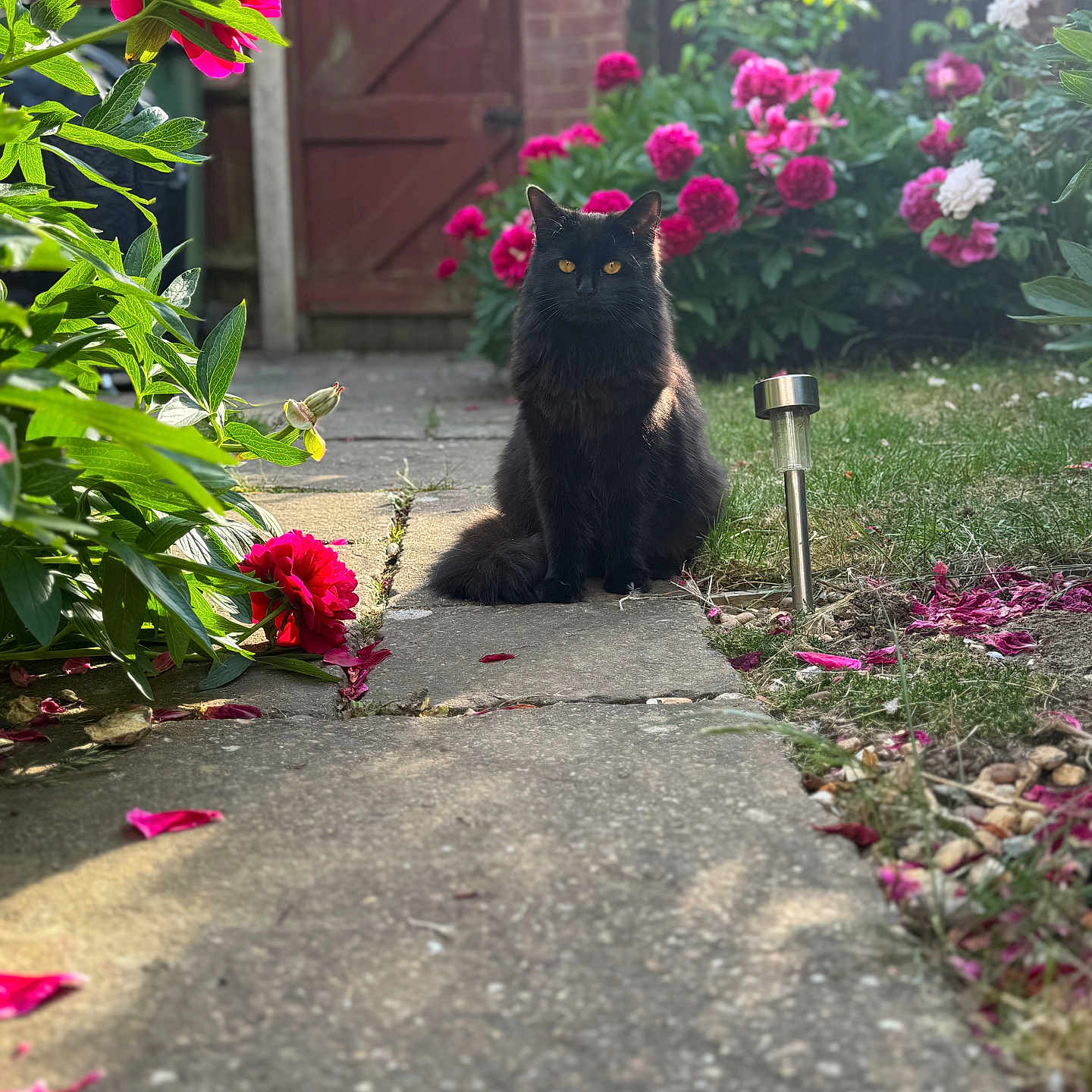 Vossi joined the competition — help win amazing prizes! animal, backyard, black_cat, cat, daylight, feline, flora, flowers, garden, grass, greenery, nature, outdoor, pathway, pet, pink_flowers, plant, sitting, sunlight, wooden_gate