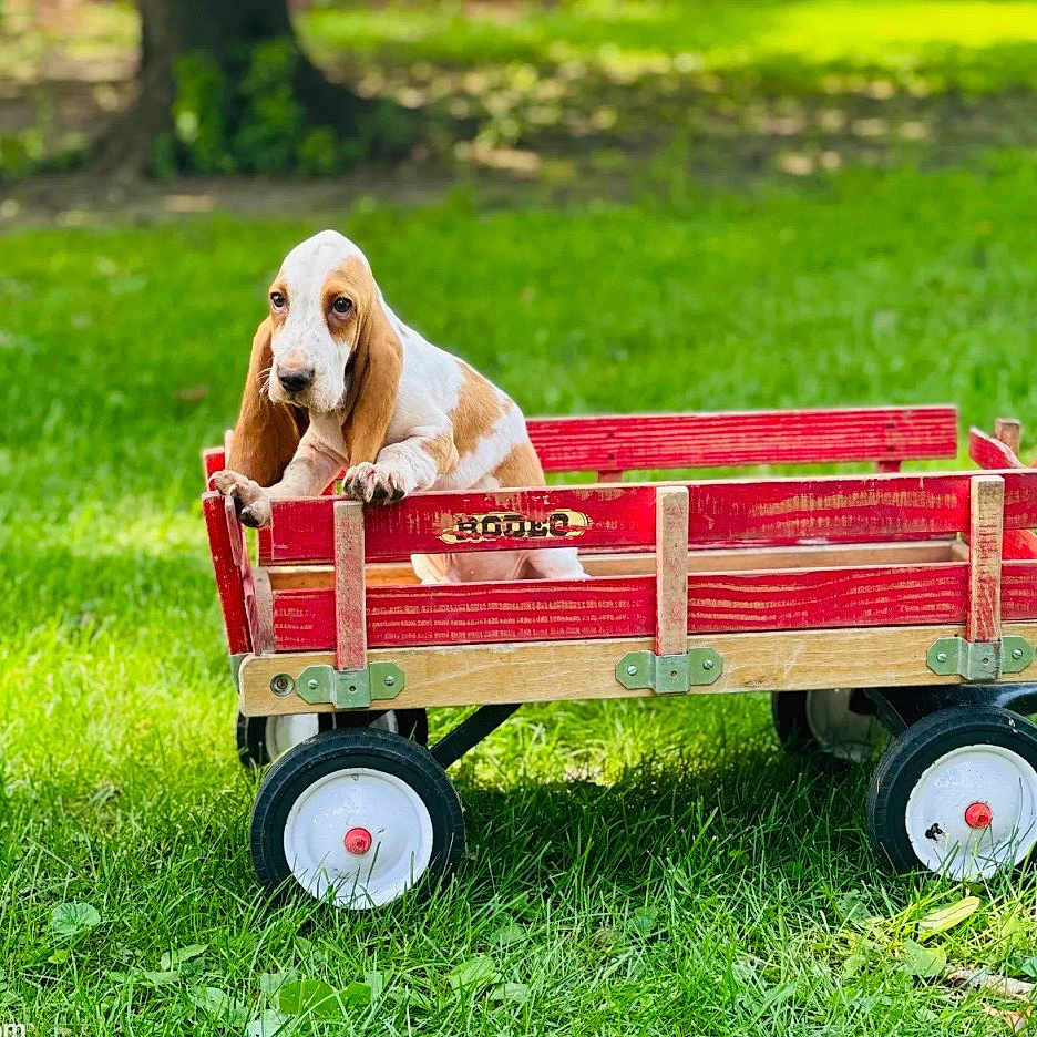 Cooper