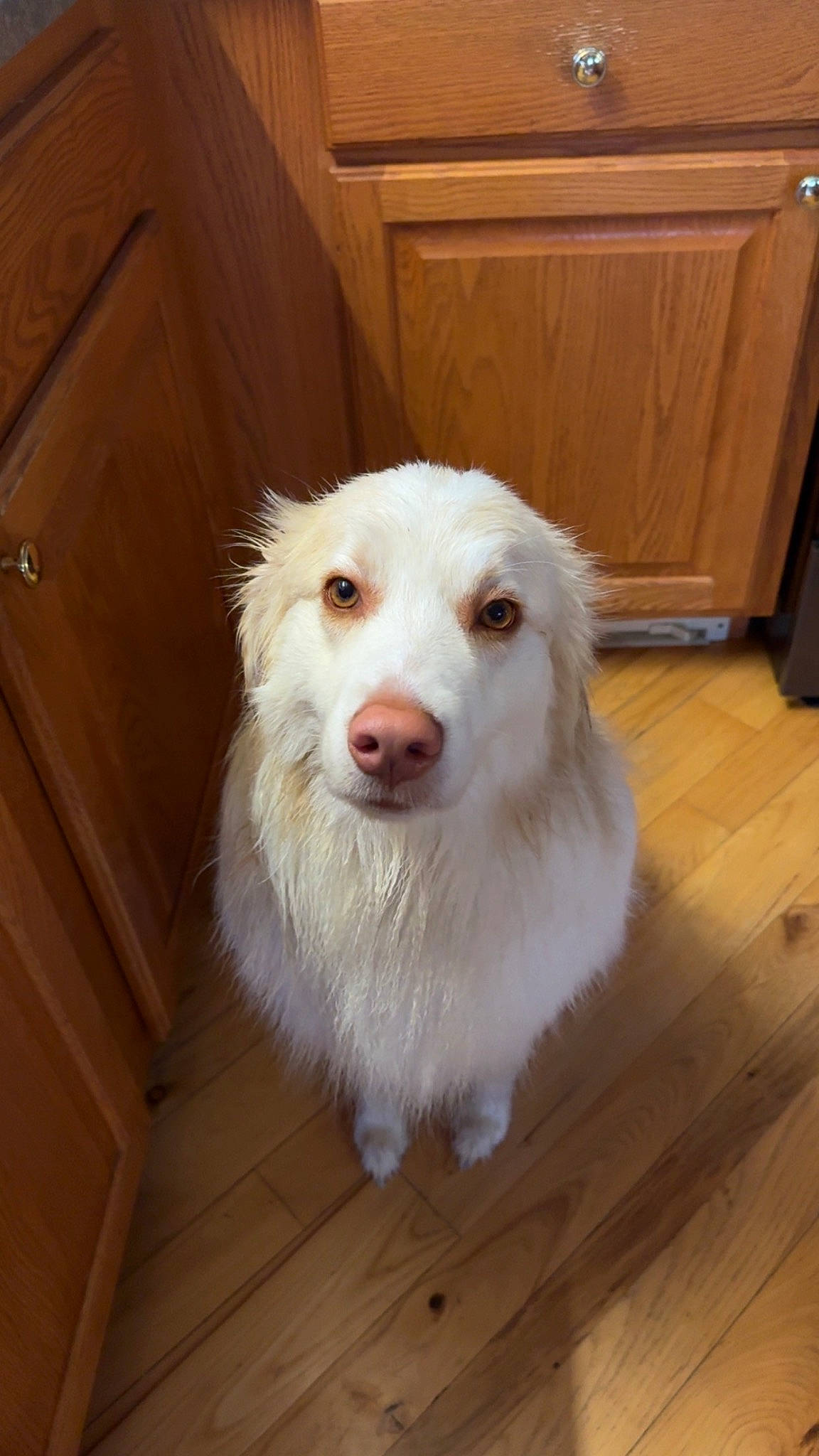 Winston is registered to the contest to win money with this photo: canidae, carnivore, companion_dog, dog, dog_breed, flooring, fur, hardwood, herding_dog, plank, smile, snout, sporting_group, varnish, whiskers, wood, wood_flooring, wood_stain, working_animal, working_dog