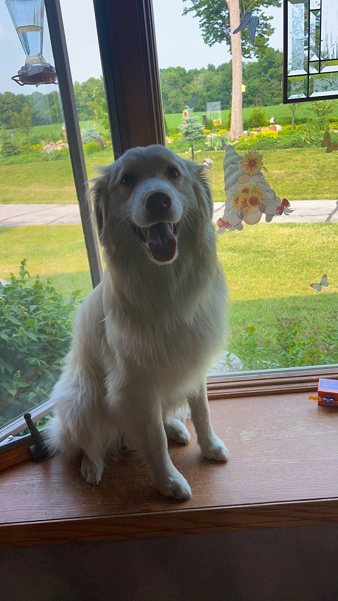 Winston is registered to the contest to win money with this photo: canidae, carnivore, companion_dog, dog, dog_breed, fang, fawn, giant_dog_breed, great_pyrenees, hardwood, livestock_guardian_dog, plant, sky, snout, sporting_group, tree, whiskers, wood, working_animal, working_dog