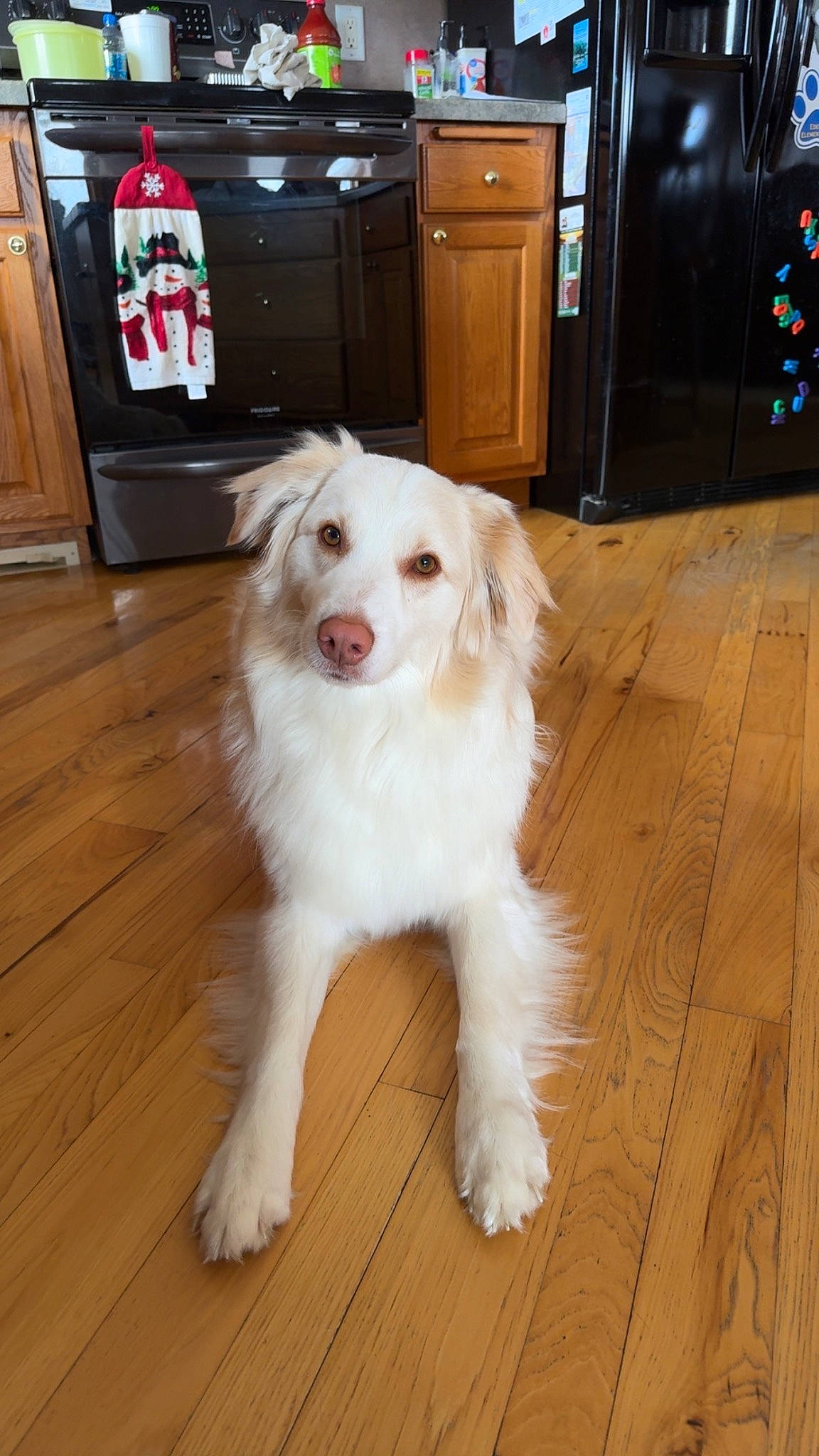 Winston joined the competition — help win amazing prizes! cabinetry, carnivore, companion_dog, dog, dog_breed, door, door_mat, drawer, floor, flooring, hardwood, home_appliance, kitchen_appliance, laminate_flooring, plank, varnish, wood, wood_flooring, wood_stain, working_animal