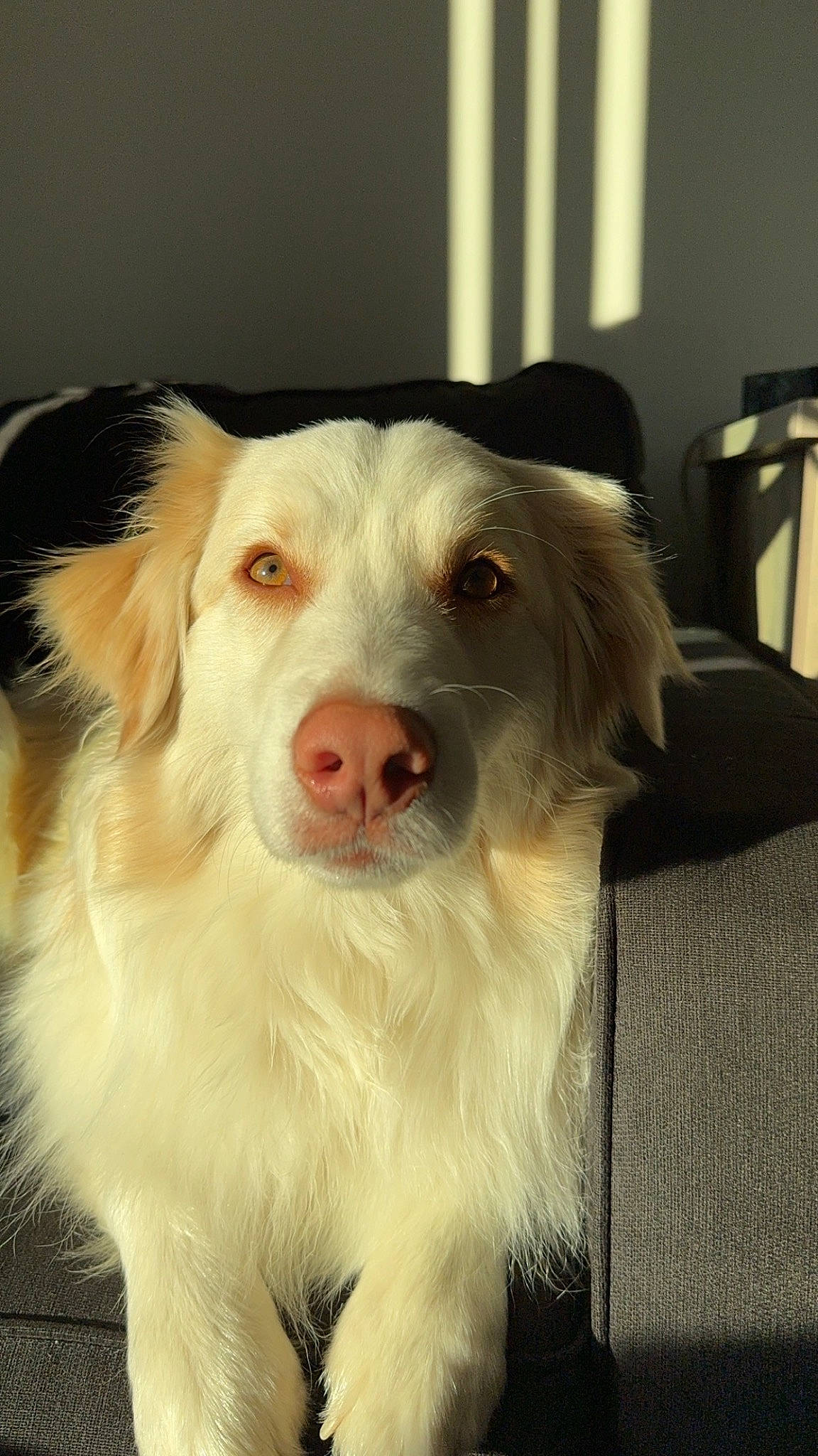 Winston joined the competition — help win amazing prizes! canidae, carnivore, companion_dog, dog, dog_breed, flooring, fur, snout, sporting_group, terrestrial_animal, whiskers, working_animal, working_dog