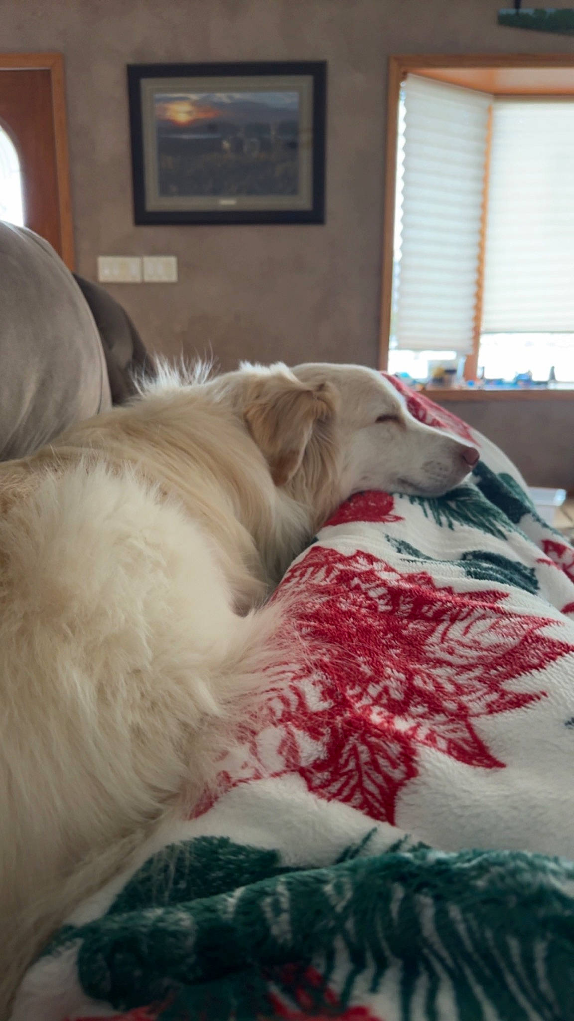 Winston is registered to the contest to win money with this photo: bed, bed_sheet, bedding, bedroom, canidae, carnivore, comfort, companion_dog, couch, dog, dog_breed, duvet, flooring, fur, linens, picture_frame, room, window, window_blind, working_animal