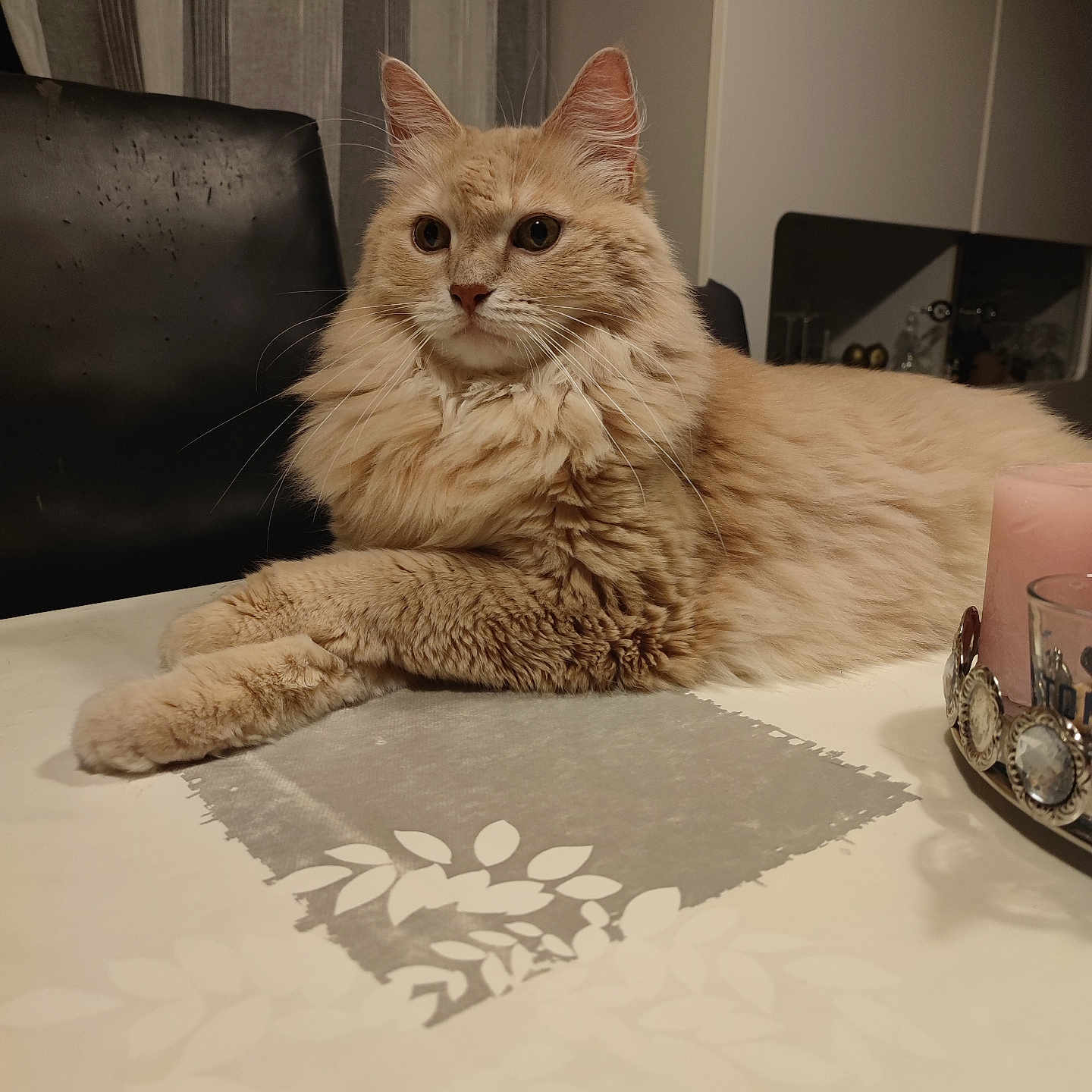 Oscar a rejoint le concours — aidez-le/la à gagner de superbes lots ! animal, beige, cat, chair, cozy, decor, ears, feline, fluffy, fur, home, indoor, looking_away, pattern, paws, pet, relaxed, resting, table, whiskers