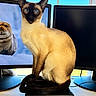 cat, siamese_cat, blue_eyes, computer, monitor, seal, animal_picture, indoor, window, technology, desk, pet, feline, electronics, screen, black, light, curtain, wooden_surface, sitting