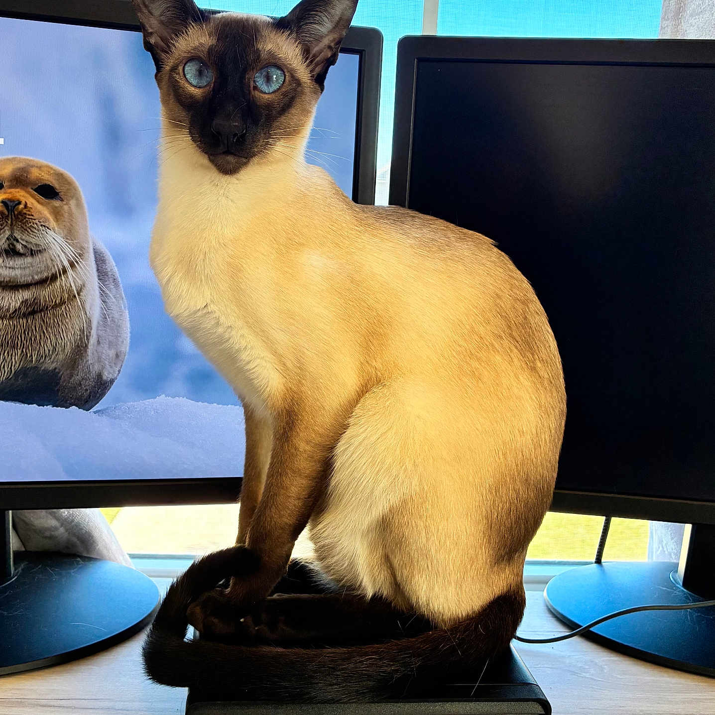 Sushi joined the competition — help win amazing prizes! cat, siamese_cat, blue_eyes, computer, monitor, seal, animal_picture, indoor, window, technology, desk, pet, feline, electronics, screen, black, light, curtain, wooden_surface, sitting