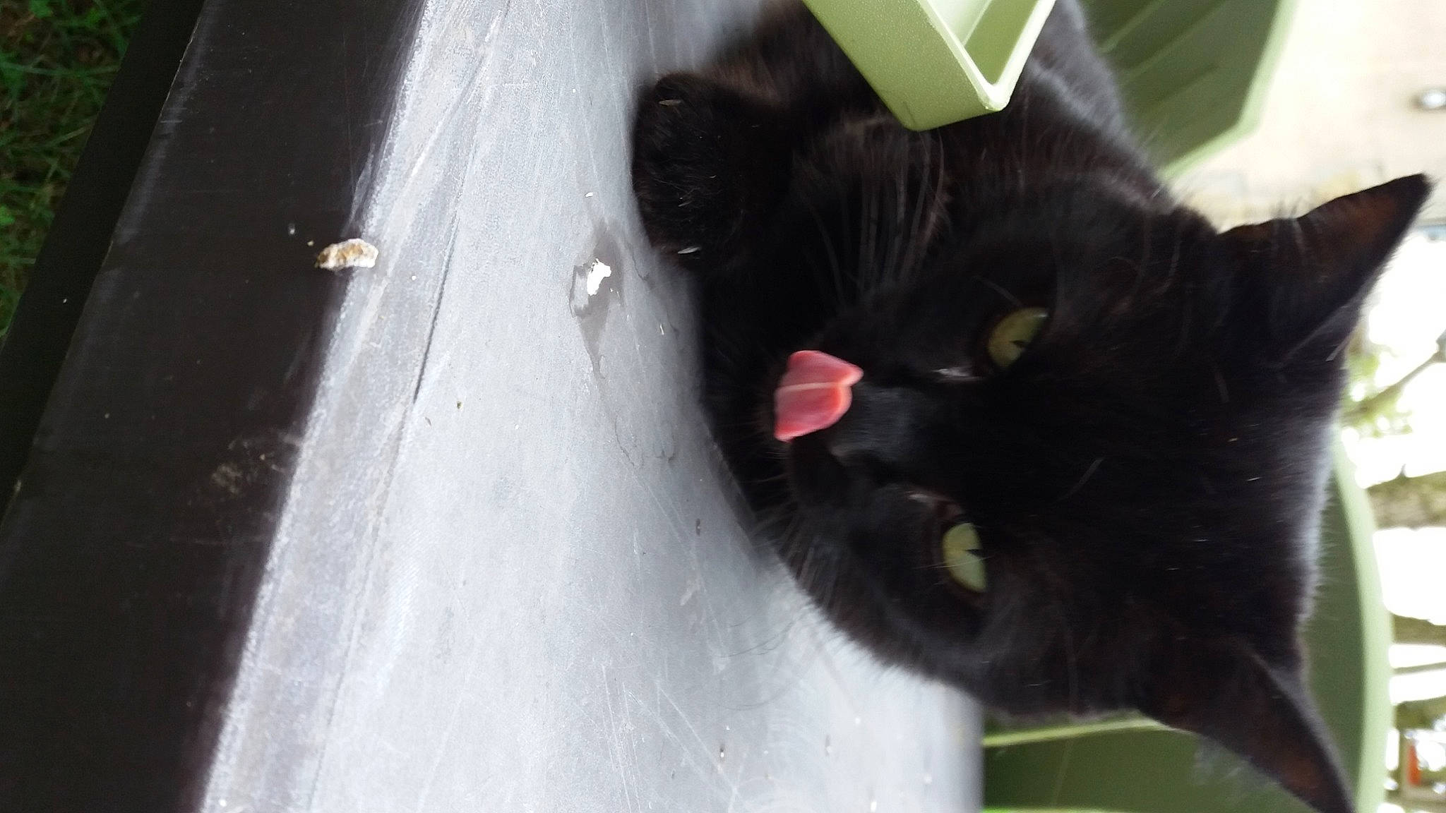 Timi a rejoint le concours — aidez-le/la à gagner de superbes lots ! black_cat, bombay, carnivore, cat, claw, domestic_short_haired_cat, felidae, fur, small_to_medium_sized_cats, snout, tail, terrestrial_animal, whiskers