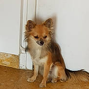 Nabou participe au concours pour gagner de l'argent avec cette photo : carnivoran, chihuahua, companion_dog, dog, dog_breed, dog_breed_group, dog_like_mammal, fur, german_spitz, german_spitz_klein, pomeranian, snout, toy_dog