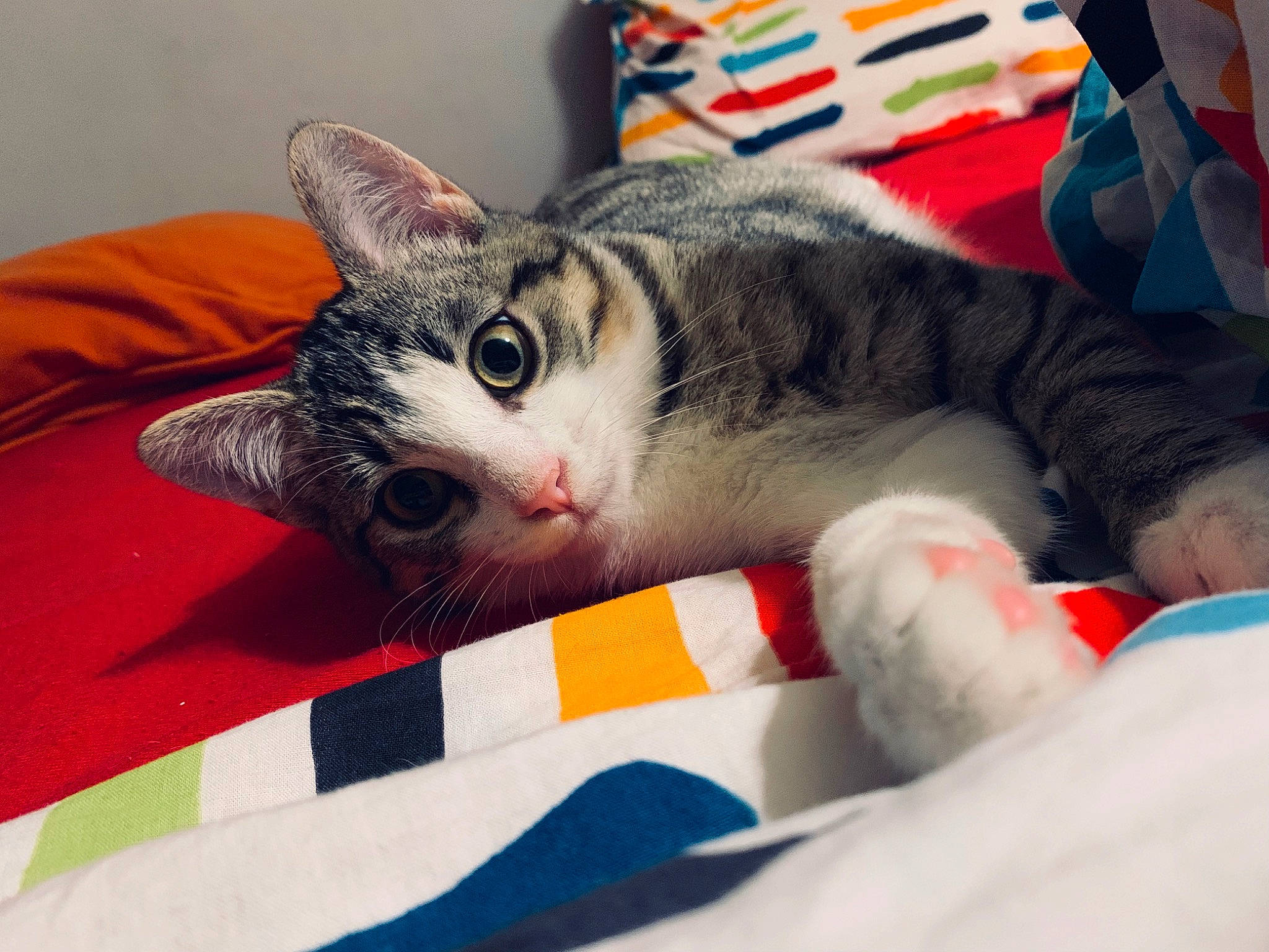 Nyx participe au concours pour gagner de l'argent avec cette photo : aegean_cat, american_shorthair, american_wirehair, asian, carnivore, cat, domestic_short_haired_cat, european_shorthair, eye, felidae, fur, kitten, nap, nose, paw, small_to_medium_sized_cats, snout, tabby_cat, textile, whiskers