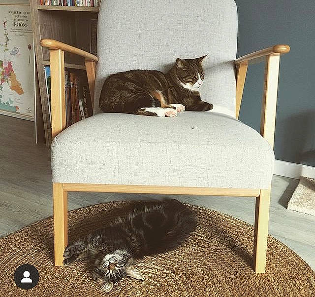 Roxie participe au concours pour gagner de l'argent avec cette photo : carnivore, cat, comfort, fawn, felidae, floor, flooring, furniture, grey, hardwood, interior_design, living_room, mammal, room, small_to_medium_sized_cats, tail, textile, vertebrate, whiskers, wood