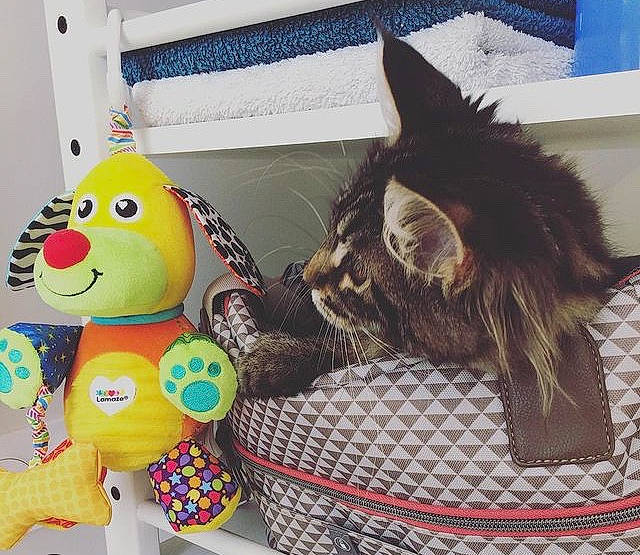 Roxie participe au concours pour gagner de l'argent avec cette photo : baby_products, baby_toys, bag, basket, box, carnivore, cat, domestic_short_haired_cat, fashion_accessory, felidae, fur, luggage_and_bags, plush, small_to_medium_sized_cats, snapshot, storage_basket, stuffed_toy, tail, toy, whiskers