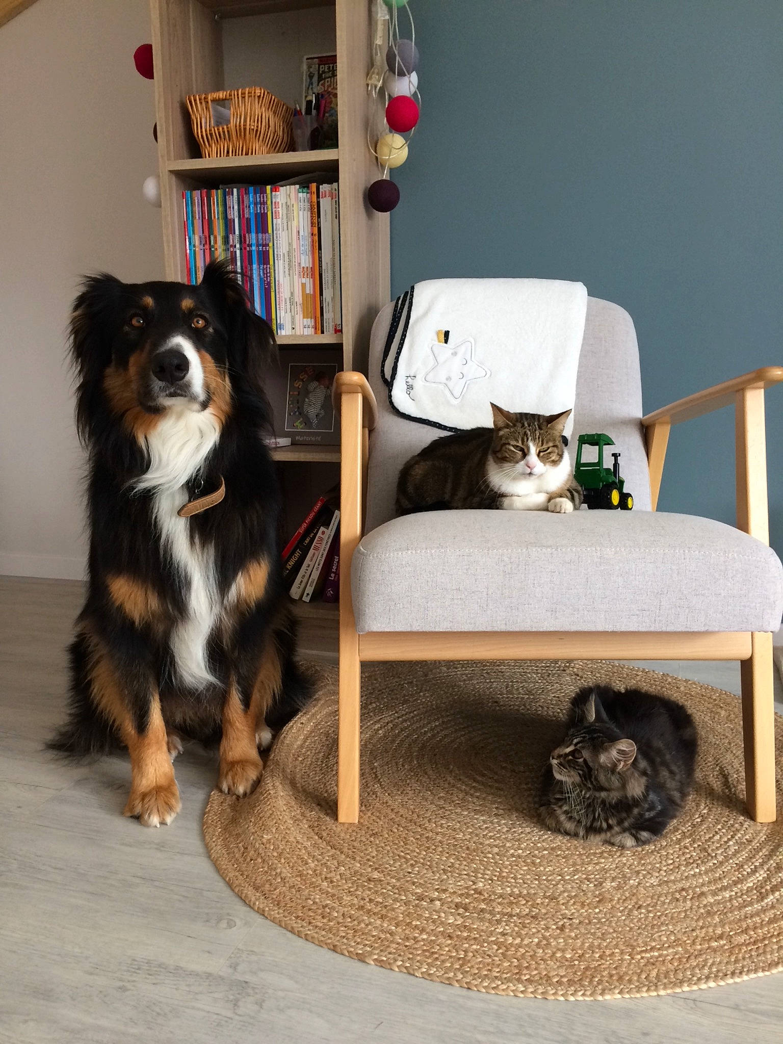 Otto participe au concours pour gagner de l'argent avec cette photo : bookcase, carnivore, cat, chair, comfort, companion_dog, dog, door, felidae, flooring, furniture, hardwood, herding_dog, living_room, mammal, picture_frame, shelf, table, vertebrate, wood