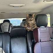 Tig is registered to the contest to win money with this photo: animal, baby_seat, backseat, black, car_interior, car_seat, cat, child_car_seat, daytime, feline, gray, indoor, leather_seat, pet, purple, seatbelt, sunlight, tabby_cat, vehicle, window