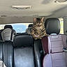 animal, baby_seat, backseat, black, car_interior, car_seat, cat, child_car_seat, daytime, feline, gray, indoor, leather_seat, pet, purple, seatbelt, sunlight, tabby_cat, vehicle, window
