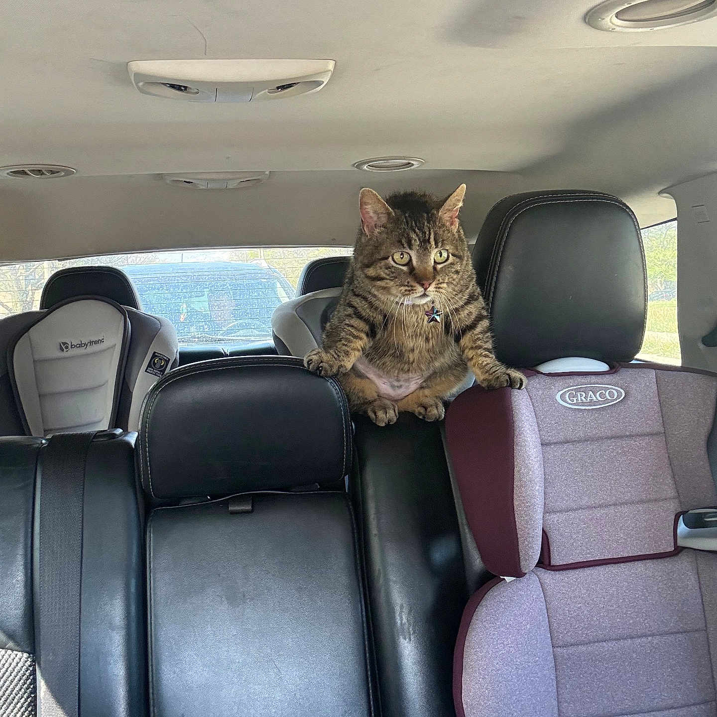 Tig is registered to the contest to win money with this photo: animal, baby_seat, backseat, black, car_interior, car_seat, cat, child_car_seat, daytime, feline, gray, indoor, leather_seat, pet, purple, seatbelt, sunlight, tabby_cat, vehicle, window