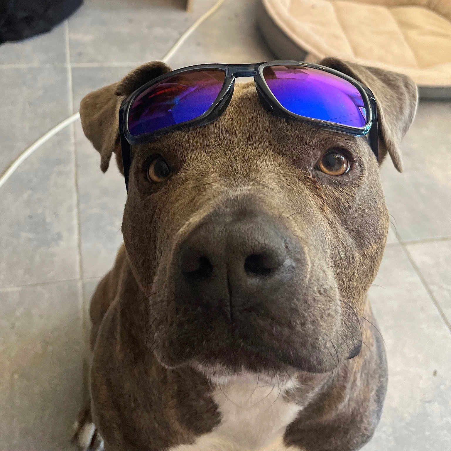 Sam participe au concours pour gagner de l'argent avec cette photo : accessory, animal, bed, brown, canine, close_up, cute, dog, ears, eyes, face, floor, indoors, looking, nose, pet, portrait, sunglasses, tile, white