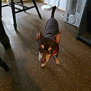 Chiquita joined the competition — help win amazing prizes! dog, small_dog, indoor, floor, furniture, table, chair, appliance, curious, pet, animal, ears, brown_dog, looking_up, standing, tile_floor, red_collar, room, home, domestic