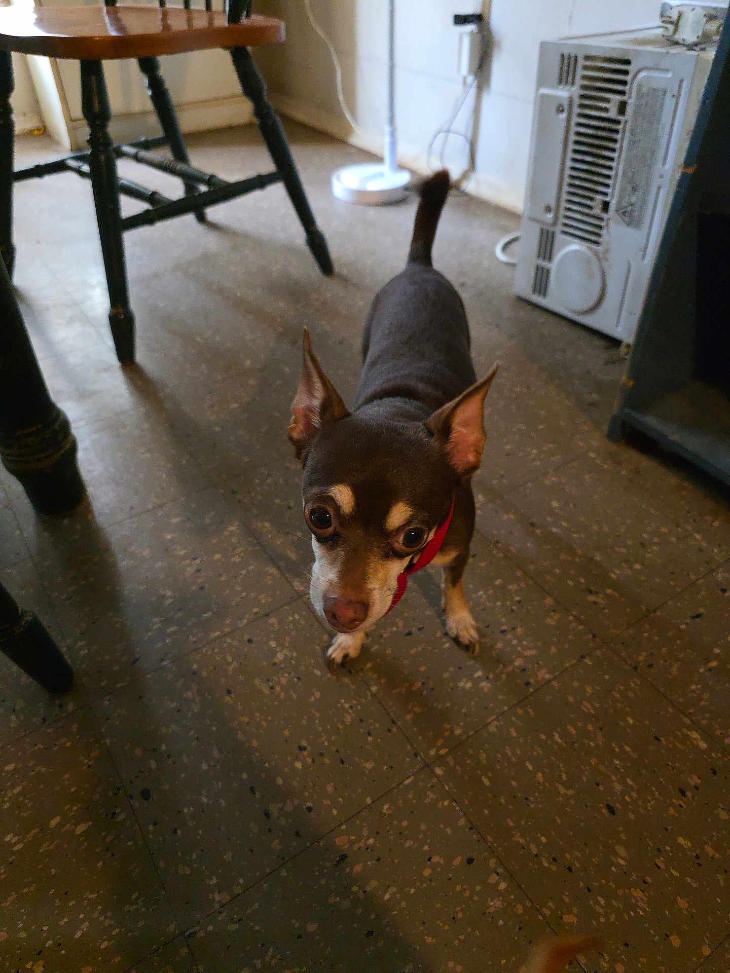 Chiquita joined the competition — help win amazing prizes! dog, small_dog, indoor, floor, furniture, table, chair, appliance, curious, pet, animal, ears, brown_dog, looking_up, standing, tile_floor, red_collar, room, home, domestic