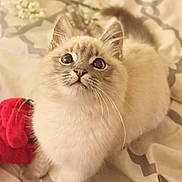 Big Mac is registered to the contest to win money with this photo: cat, fluffy, wide_eyes, cute, pet, animal, indoor, blanket, pattern, fur, whiskers, ears, tail, soft, domestic, cozy, red_cloth, bed, looking_up, close_up