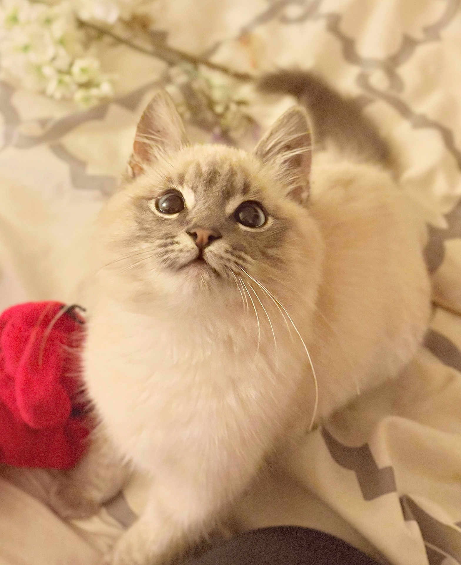 Big Mac is registered to the contest to win money with this photo: cat, fluffy, wide_eyes, cute, pet, animal, indoor, blanket, pattern, fur, whiskers, ears, tail, soft, domestic, cozy, red_cloth, bed, looking_up, close_up