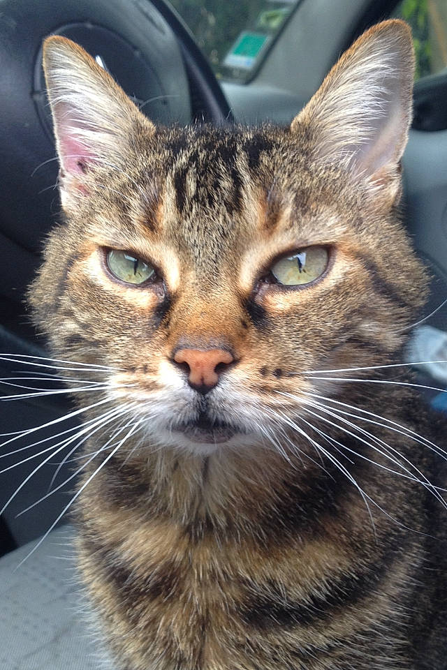 Poussy a rejoint le concours — aidez-le/la à gagner de superbes lots ! carnivore, cat, close_up, domestic_short_haired_cat, fawn, felidae, fur, grass, iris, photography, small_to_medium_sized_cats, snout, terrestrial_animal, tree, whiskers, wildlife