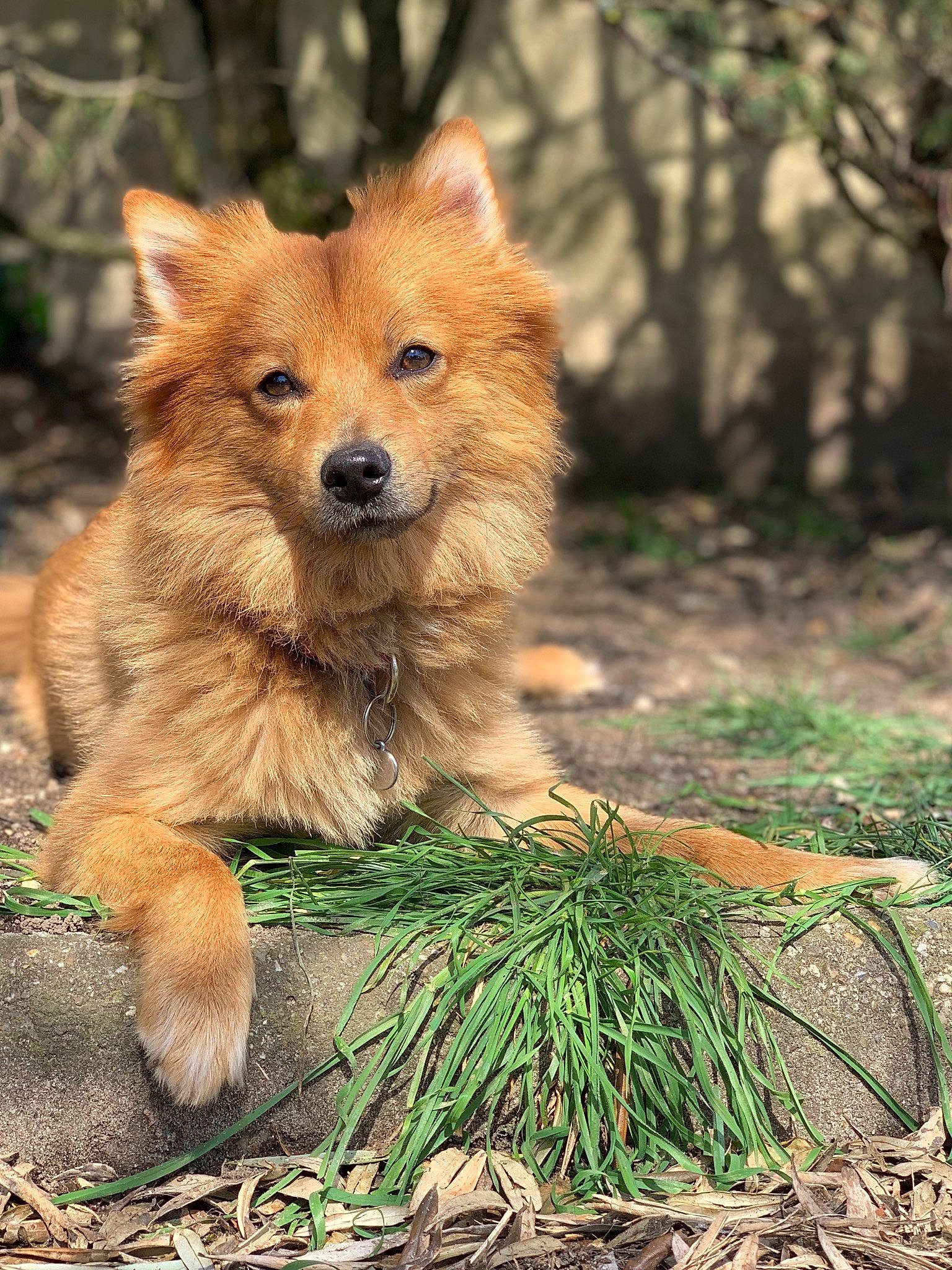 Snow participe au concours pour gagner de l'argent avec cette photo : canidae, canis, carnivore, companion_dog, dog, dog_breed, fawn, fox, fur, grass, liver, non_sporting_group, plant, red_fox, snout, sporting_group, tail, terrestrial_animal, whiskers, wildlife